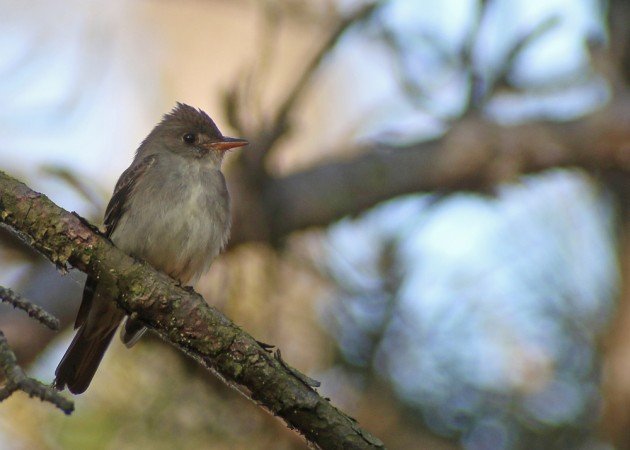 Eastern Wood-Pewee