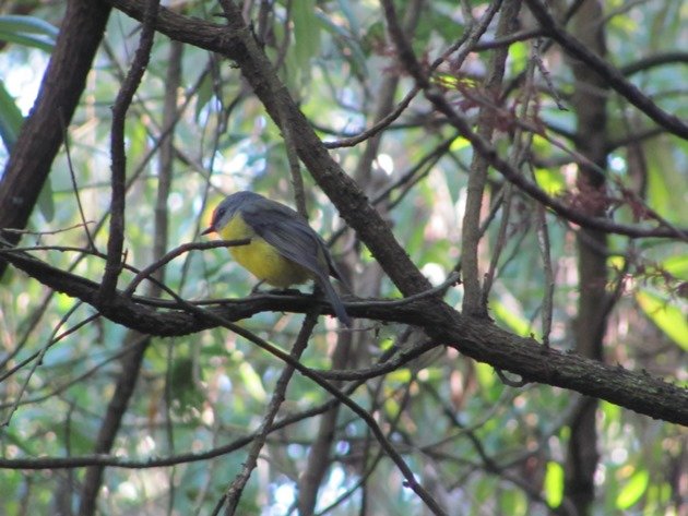 Eastern Yellow Robin