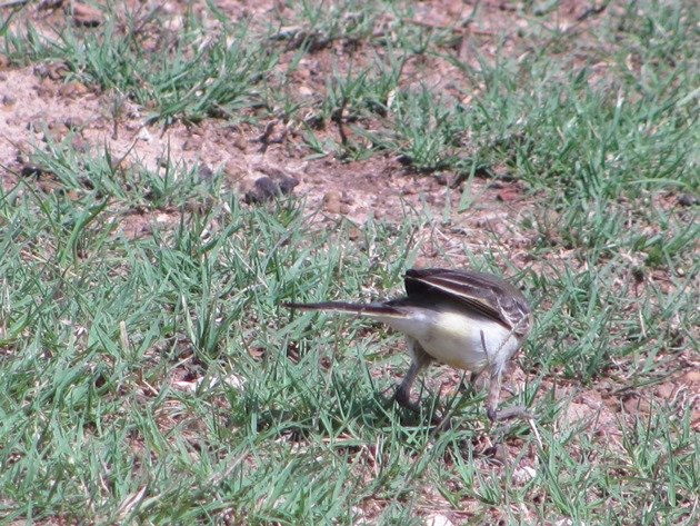 Eastern Yellow Wagtail (10)