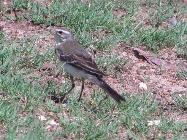 Eastern Yellow Wagtail (11)