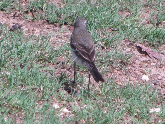 Eastern Yellow Wagtail (12)