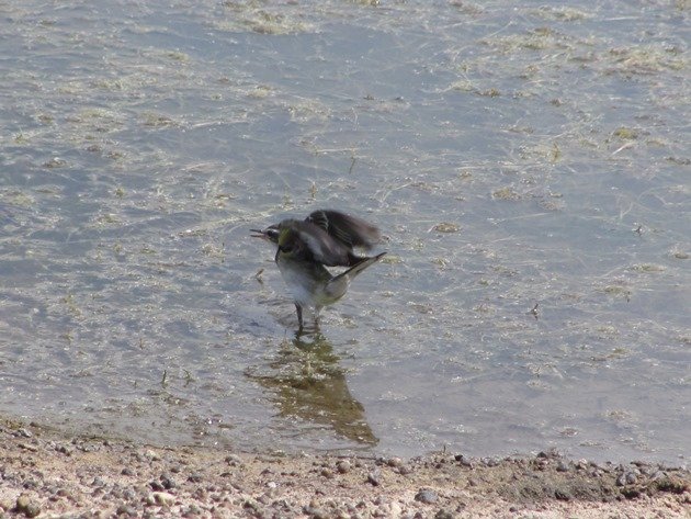 Eastern Yellow Wagtail (13)