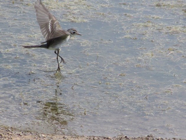 Eastern Yellow Wagtail (14)