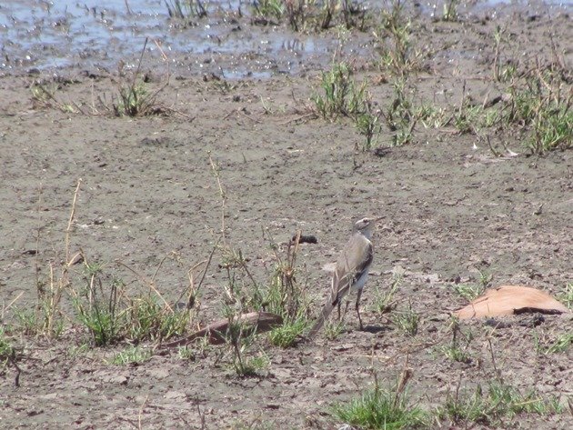 Eastern Yellow Wagtail (2)