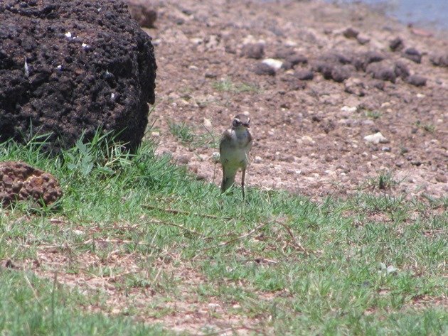 Eastern Yellow Wagtail (3)