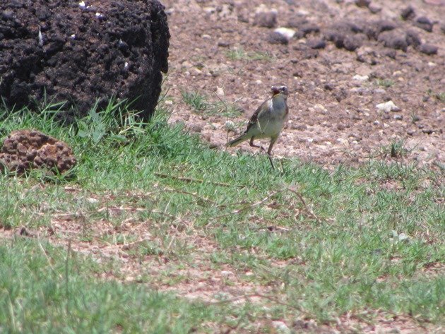Eastern Yellow Wagtail (4)