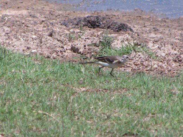 Eastern Yellow Wagtail (5)