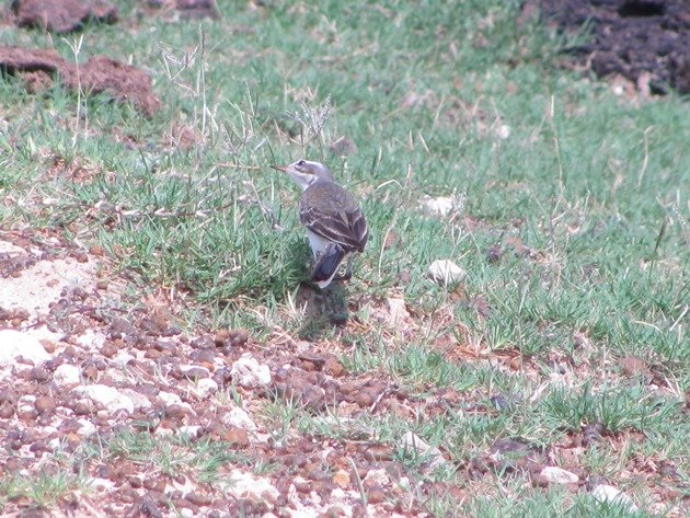 Eastern Yellow Wagtail (6)