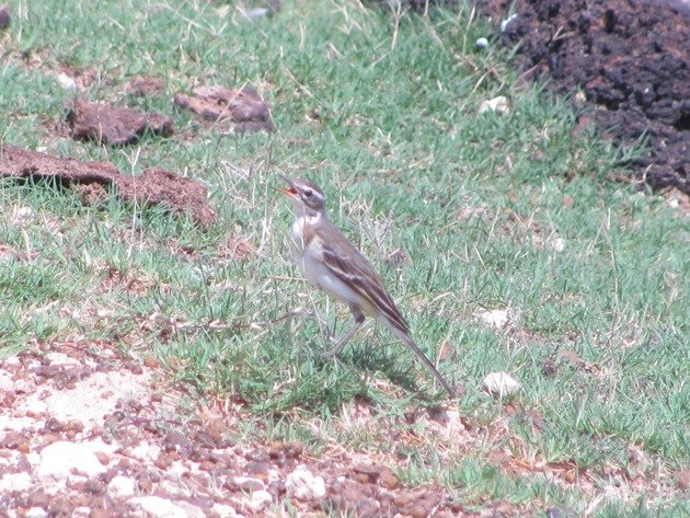 Eastern Yellow Wagtail (7)