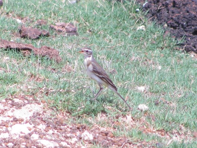 Eastern Yellow Wagtail (8)