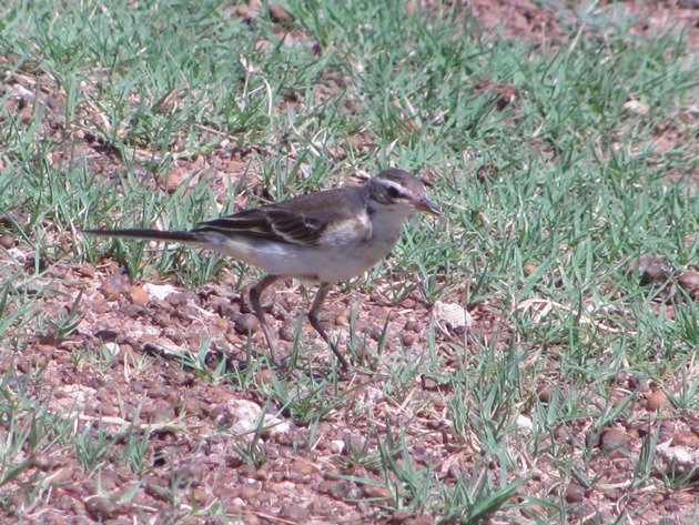 Eastern Yellow Wagtail (9)
