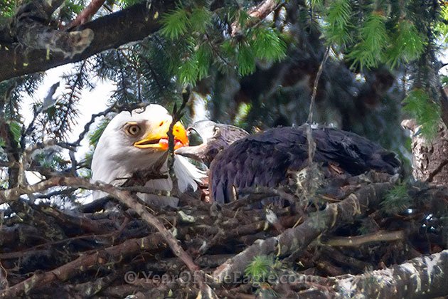 Bald Eagle Feeding Juvenile