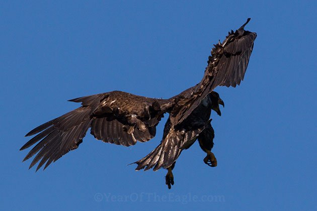 First Flight Of Juvenile Bald Eagle