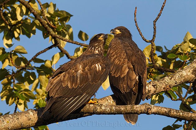 Two Juvenile Bald Eagles on Branch