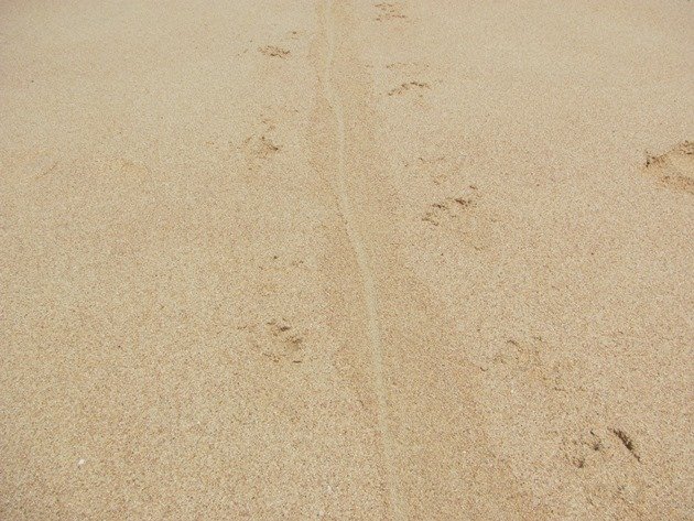 Echidna tracks