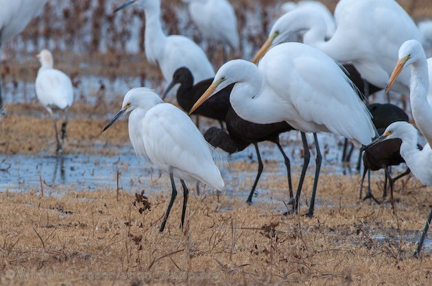 Egrets Concentrate at Colusa NWR