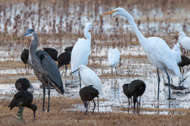 Egrets and Herons