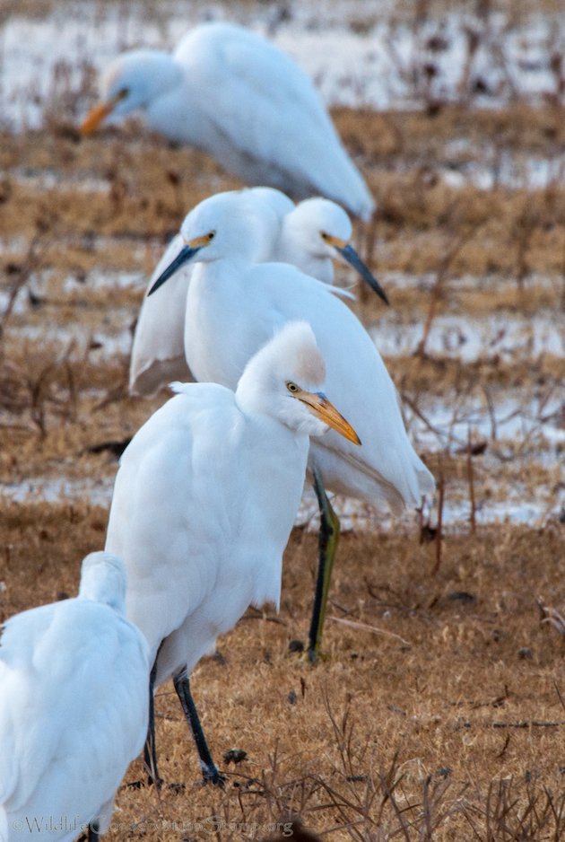 Egrets at Colusa NWR