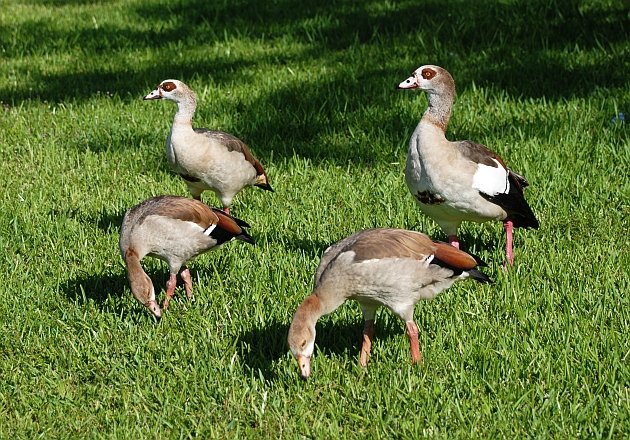 Egyptian Goose 01