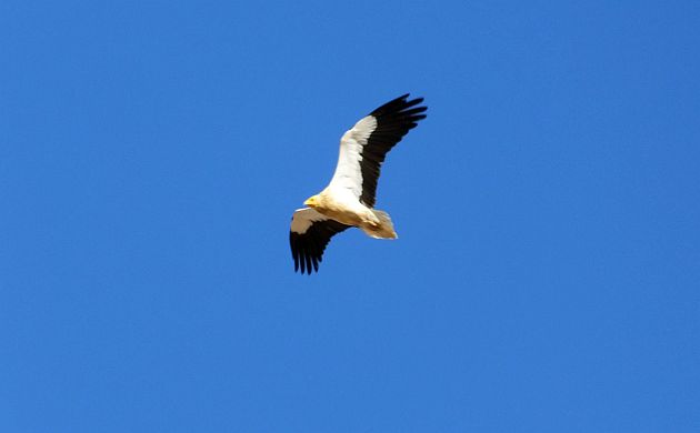 Egyptian Vulture