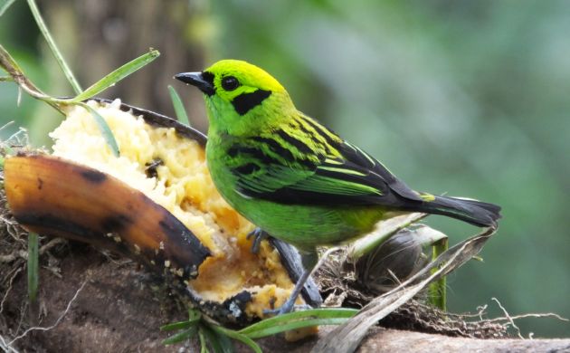 Emerald Tanager