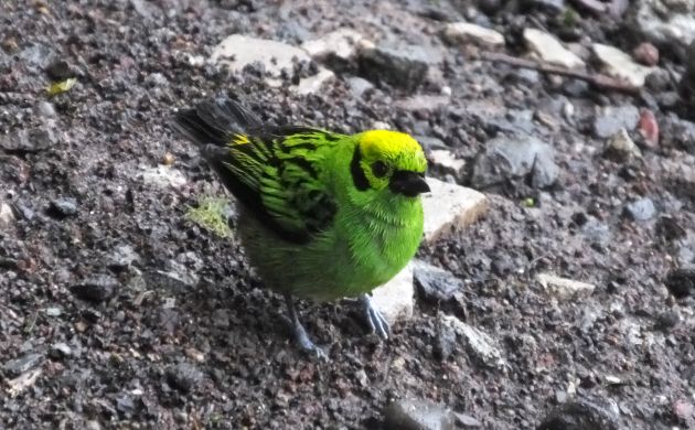 Emerald Tanager ground