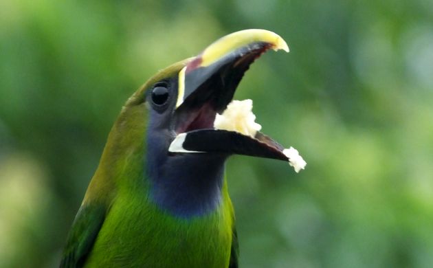 Emerald Toucanet