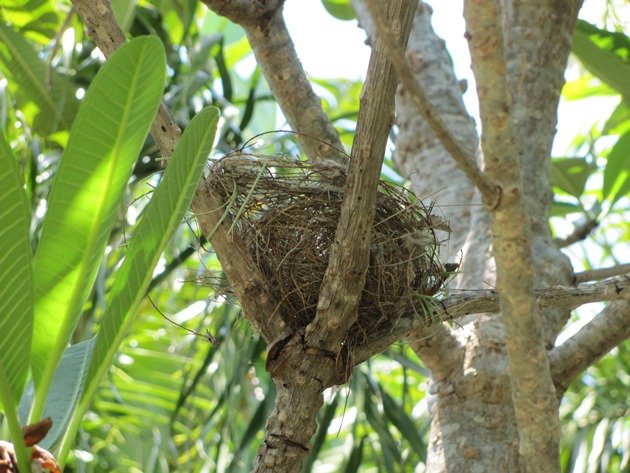 Empty Little Friarbird nest
