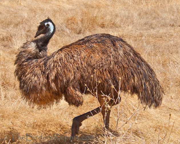 Emu