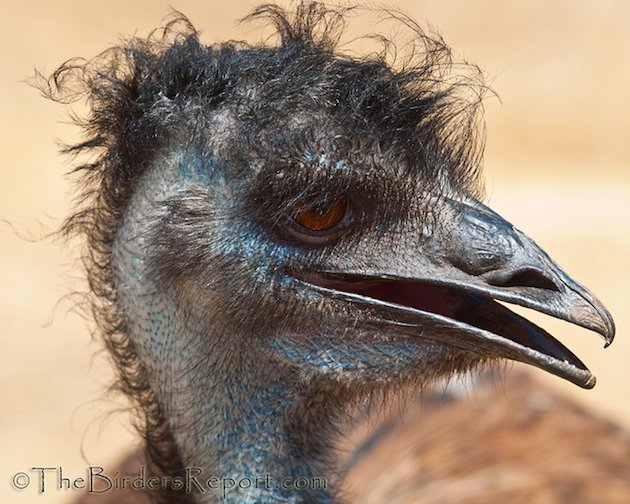 Emu