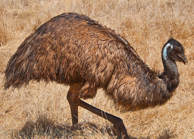 Emu