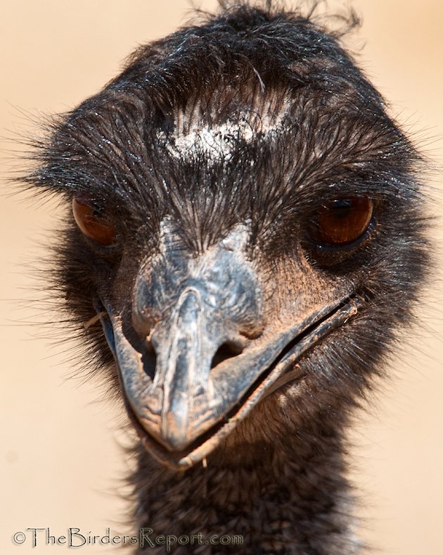 Emu Portrait