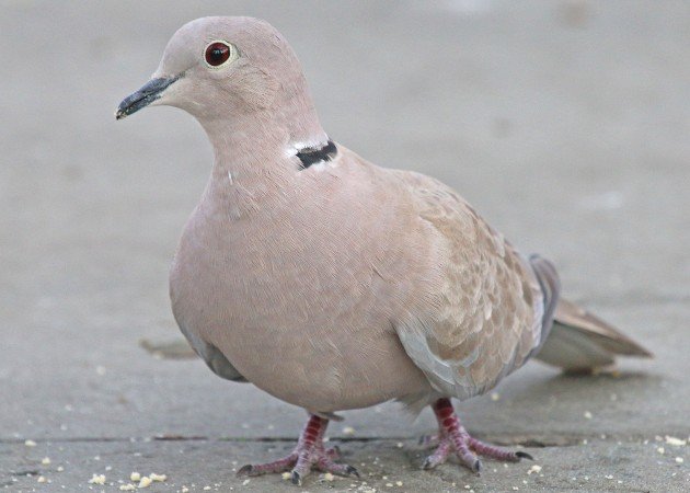 Eurasian Collared-Dove in Manhattan