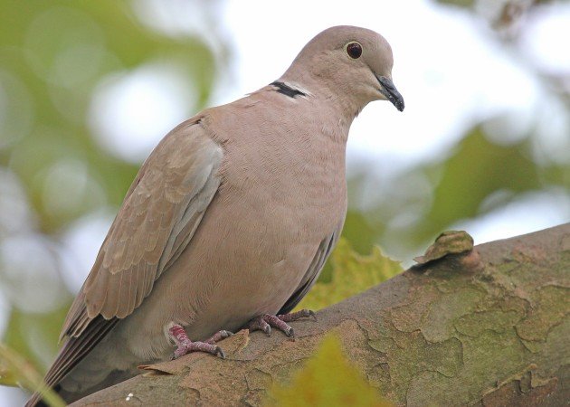 Eurasian Collared-Dove in New York City