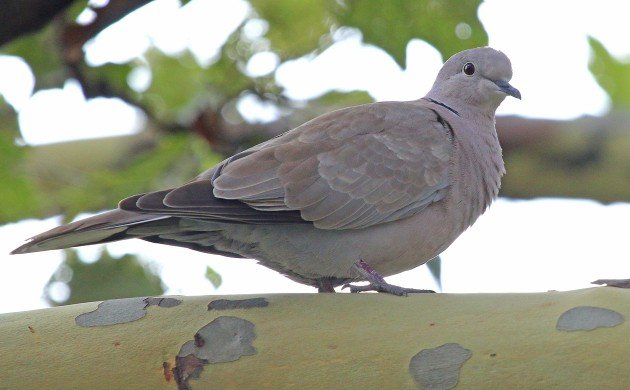 Eurasian Collared-Dove in a tree