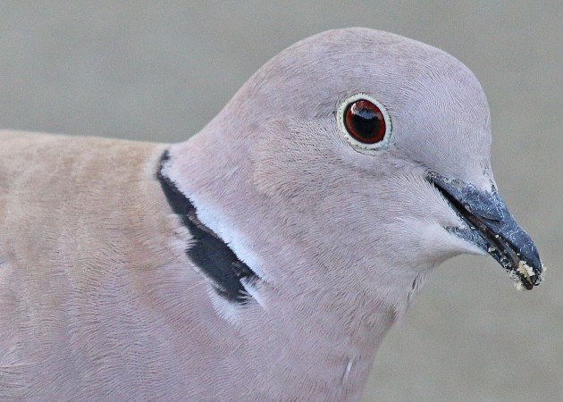Eurasian Collared-Dove portrait