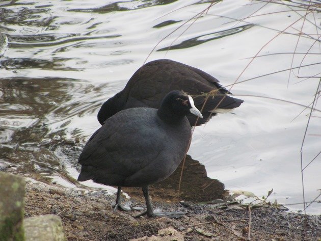 Eurasian Coot