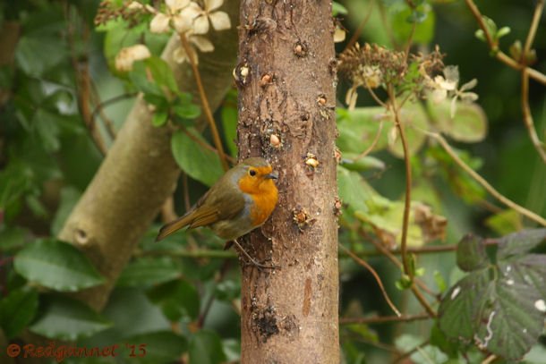 Eurasian Robin