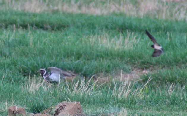 European Golden-Plover showing underwing