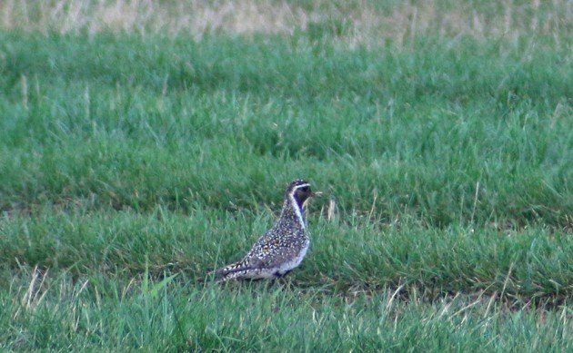 European Golden-Plover