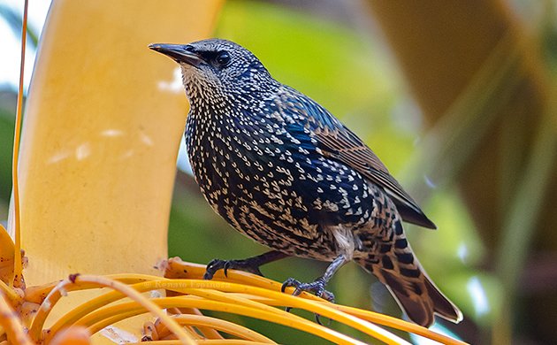 European Starling