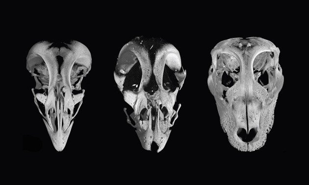 Evolution_Of_Bird_Beaks_nature-three-skull
