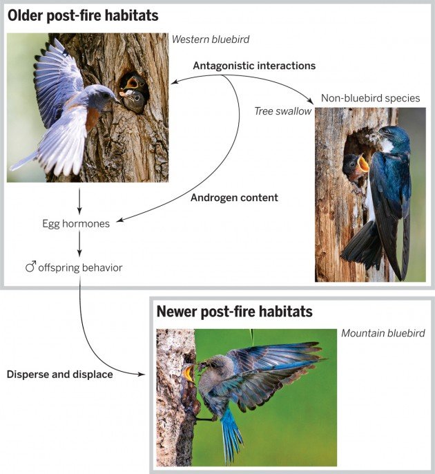 Original Caption from Science Magazine: Duckworth et al. (4) show that female western bluebirds experiencing increased conflict with individuals from non-bluebird species have more androgens in their eggs and produce sons that hatch early. These males are more aggressive and disperse to newer post-fire habitats, where they displace mountain bluebirds. Non-bluebird species thus indirectly affect (13) the distribution of mountain bluebirds. This hormone-mediated maternal effect on the behavior of individual male offspring in turn affects higher ecological scales by influencing the distribution and abundance of bluebird species in these communities.