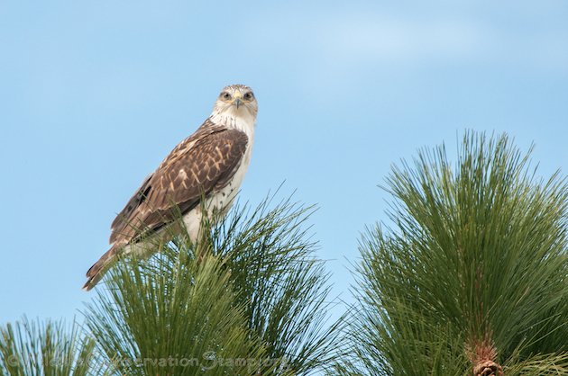 Ferruginous Hawk