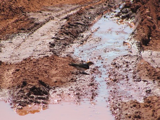 Fairy Martin collecting mud