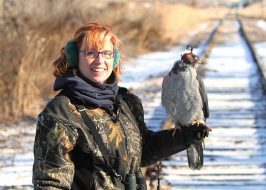 Falconry goshawk mn