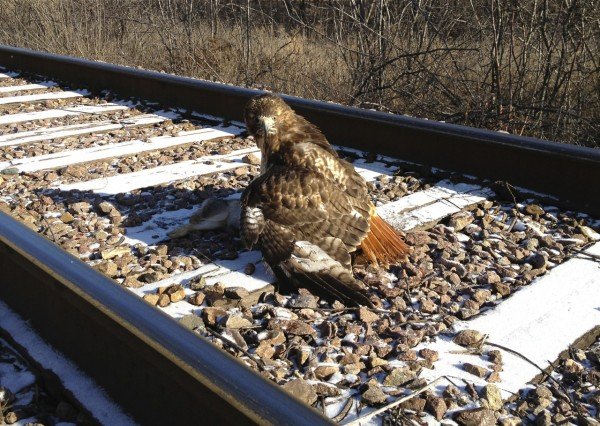 Falconry red-tailed hawk