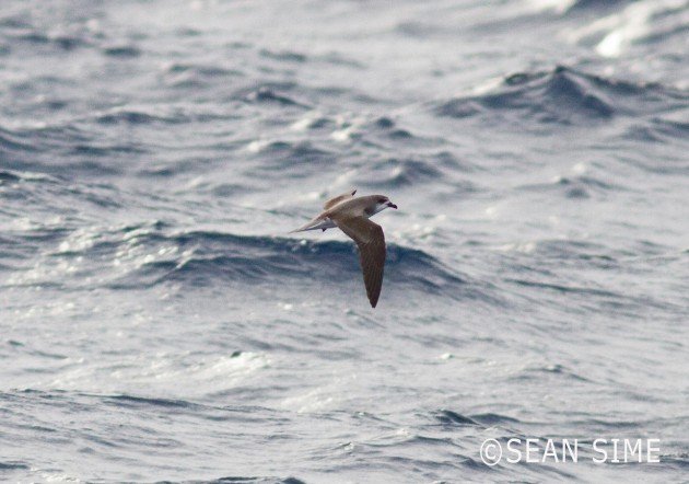 Fea's Petrel in New York by Sean Sime