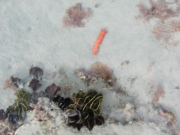 Feather Star & Sea cucumber