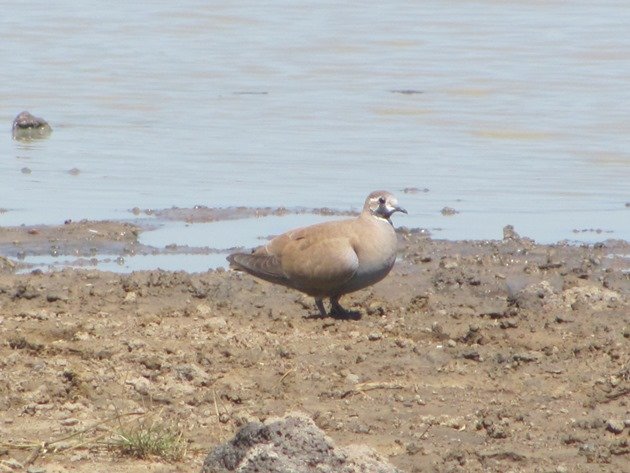 Female Flock Bronzewing